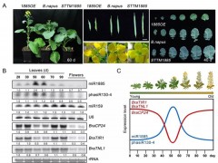 研究揭示油菜生长与免疫动态调节新机制