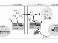 小蛋白助条锈菌为“虐”