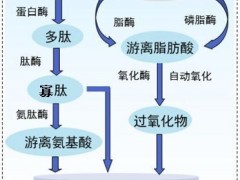 斩获国家科技进步奖，南农这个项目终结了西式肉品“水土不服”