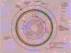 新现超强毒力李斯特菌分子致病机制获揭示