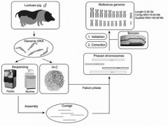 首个亚洲家猪“超清”基因组图谱发布