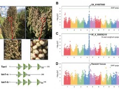 遗传发育所等揭晓麻雀选食不同高粱的分子机制