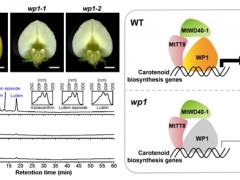 苜蓿类胡萝卜素合成调控机制获揭示