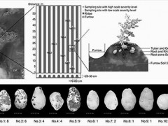 研究发现马铃薯疮痂病与土壤微生物群落紧密关联