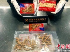 成都海关在纽约飞成都航班中查获疑似濒危植物西洋参制品