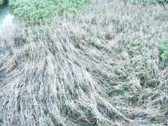 福建沿海大米草泛滥成灾