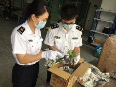 温州邮路口岸首次截获芦荟植株