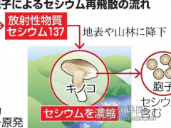 日本调查结果显示野生蘑菇有可能参与放射性元素铯的再扩散