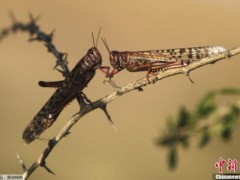 日本再现另类季节料理：寿司卷里夹三种昆虫