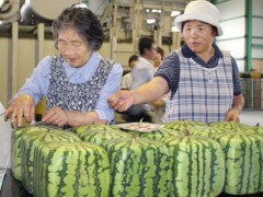 日本方形西瓜开始发售 每只合人民币500元