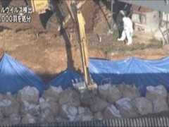 日本宫崎县养鸡场现禽流感病毒 4.2万只鸡被杀