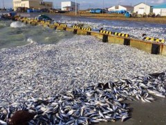 日本北海道现大量死沙丁鱼 铺满4公里海岸