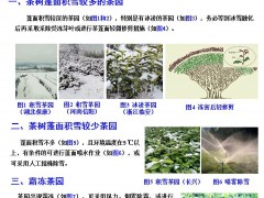 茶叶所迅速研判指导多地茶园应对寒潮降雪