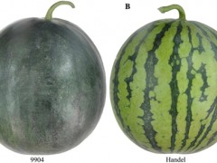 西瓜3个重要农艺性状遗传机制被揭示
