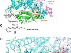农药标靶肌球蛋白3D结构首次绘制成功