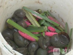 应天河内出现福寿螺 农业部门提醒请勿食用