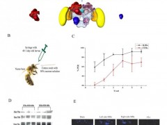 蜂群分泌蜂王浆神经生物学机理获揭示