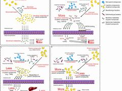 江南大学食品学院赵伟教授团队在国际权威期刊《Microbiology and Molecular Biology Reviews》发表观点性和综述性论文：食品生物利用度的概念与理论或被重新定义和丰富