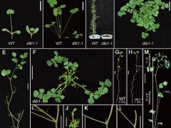 中国科学院版纳植物园在蒺藜苜蓿株型调控研究中取得进展