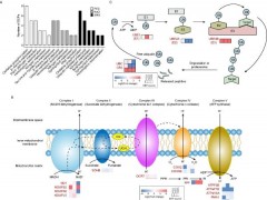 中国科学院南京土壤所揭示小麦种子萌发期应对逆境胁迫的响应机制